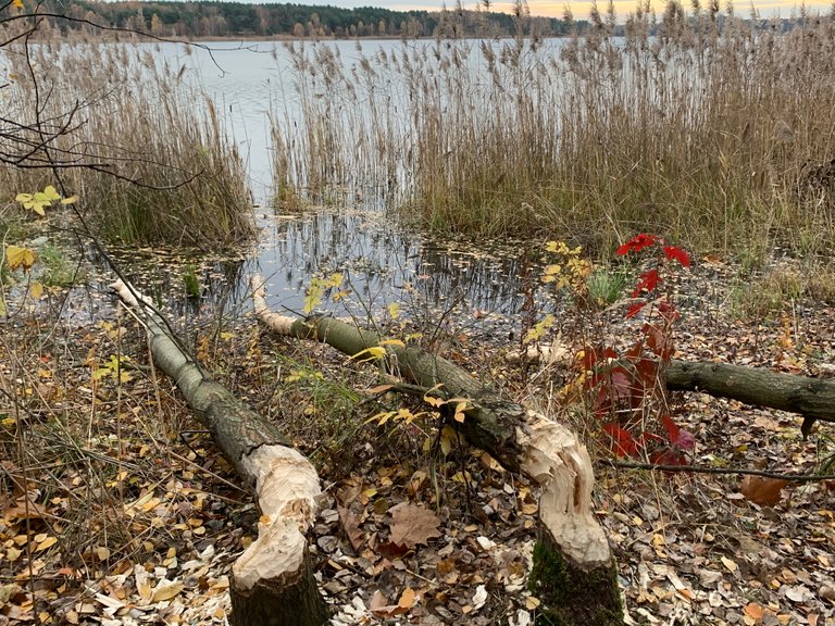 Beavers work here, Chechło lake, Poland