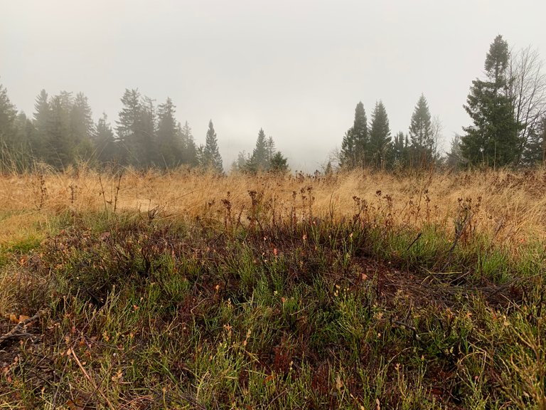 Mist in mountains, Gorce, Poland