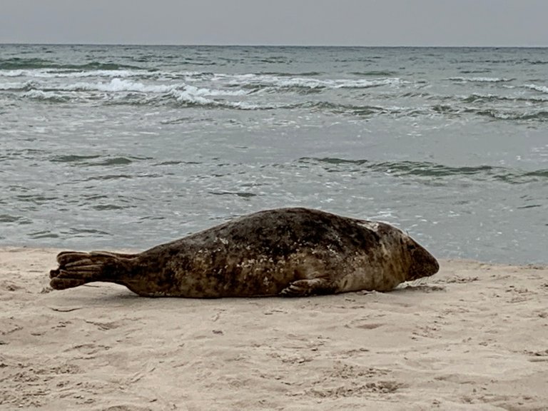 Seal spotted at Cap Grenen, Denmark's northernmost tip
