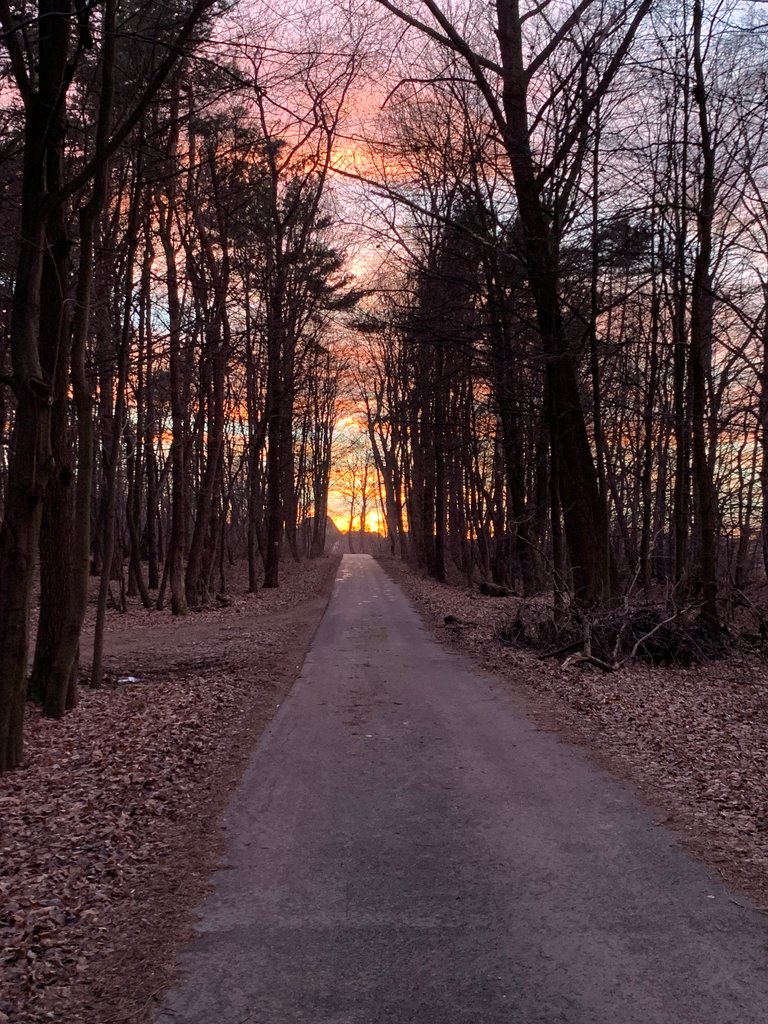 A road in forest just after sunset, Poland