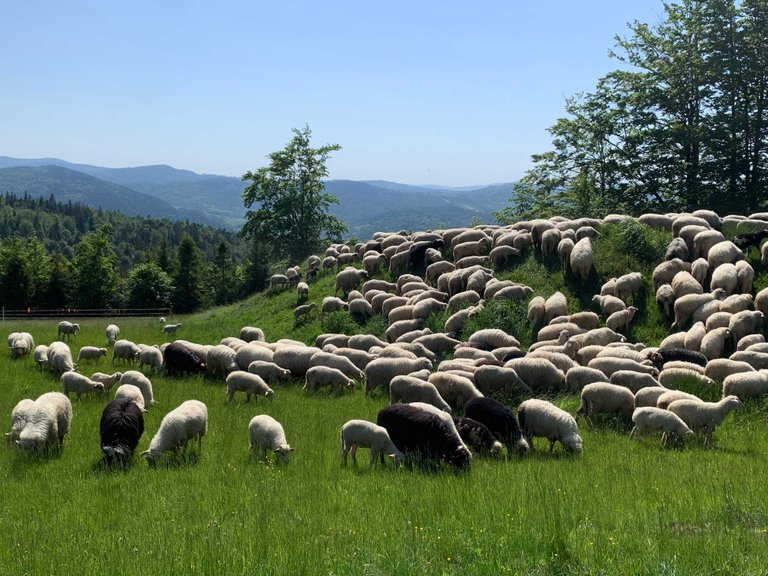 Grazing sheep - Beskid Żywiecki Mts, Poland