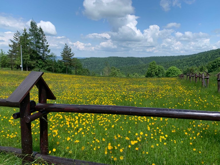 Montane meadow near Sucha Beskidzka, Poland