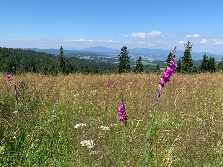 Gladiolus imbricatus in the foreground and Mt Babia Gora in the background, Poland