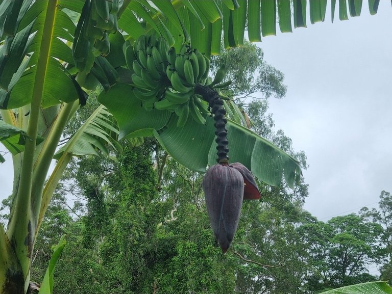 My Actifit Report Card: December 27 2025