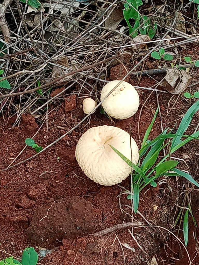 My Actifit Report Card: January 19 2026