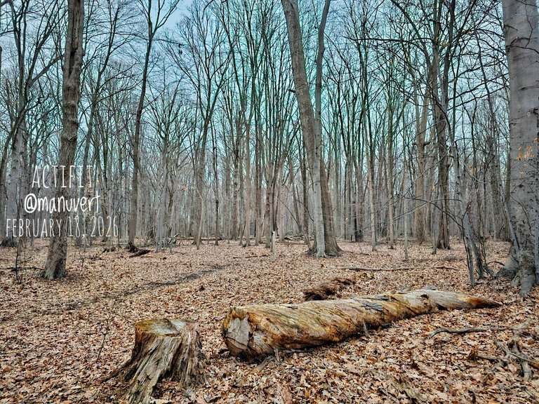 My Actifit Report Card: March 18 2026