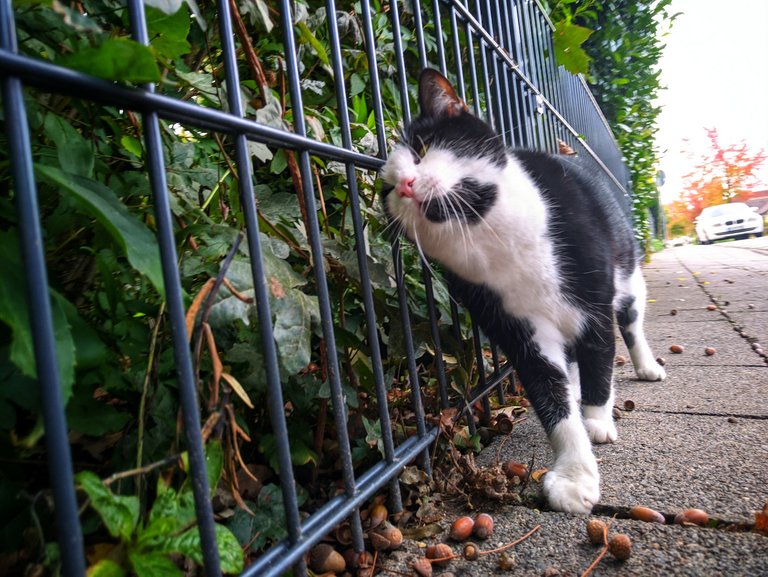 kitty fence rub