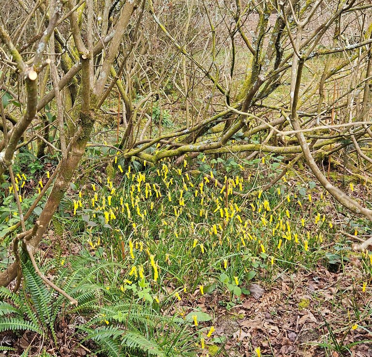 Curious yellow flowers : Actifit Report Card: April 12 2026