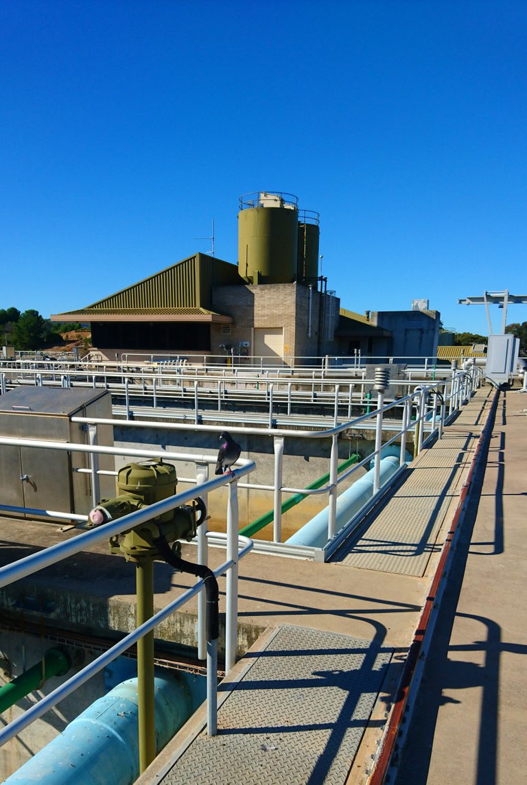 Pigeon perched on a handrail at a Water Treatment Plant