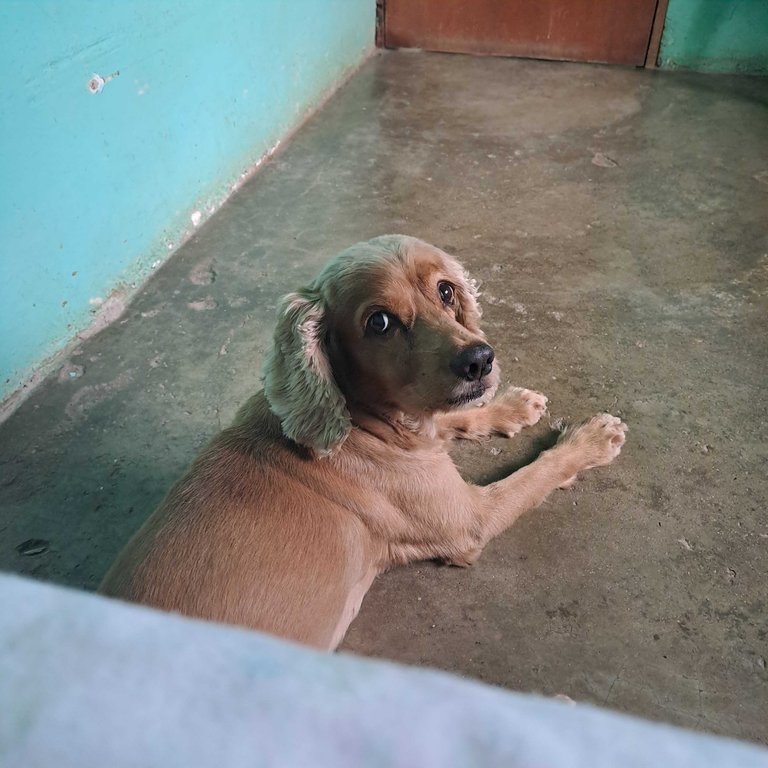 I am the leader, although my pack is of two ✌️ 😁 🐶 / Soy la líder, aunque mi manada es de dos ✌️ 😁 🐶 - My Actifit Report Card: May 24 2025