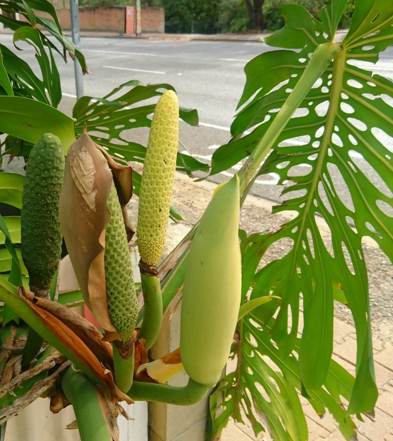 Monstera spp.