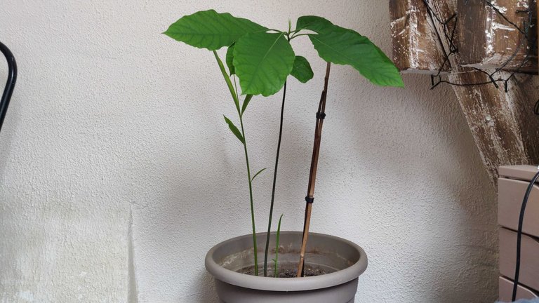 Deux pousses de gingembre a gauche et a droite. Et au milieu un avocatier