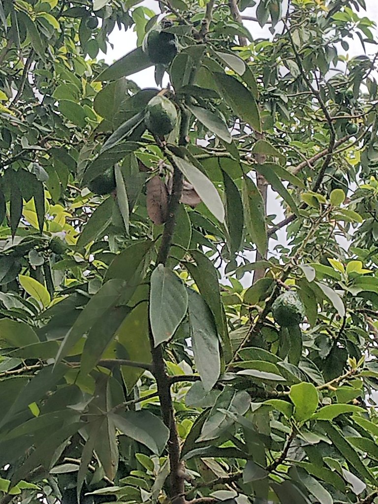 My Actifit Report Card: December 27 2025