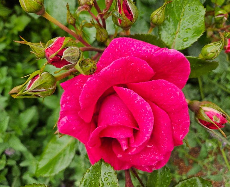 Roses are out!  : My Actifit Report Card: May 19 2026