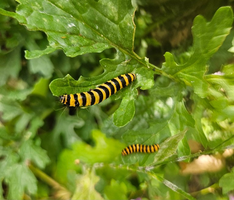 A Bugs life!  : My Actifit Report Card: July 1 2026