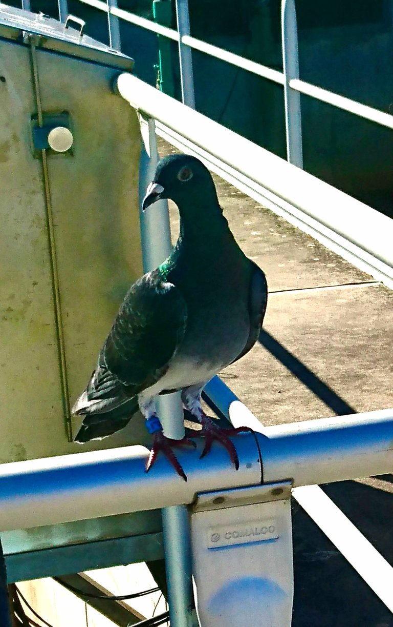 Pigeon with a leg tag