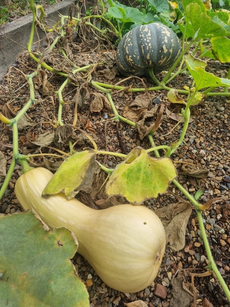 My Actifit Report Card: March 31 2026
