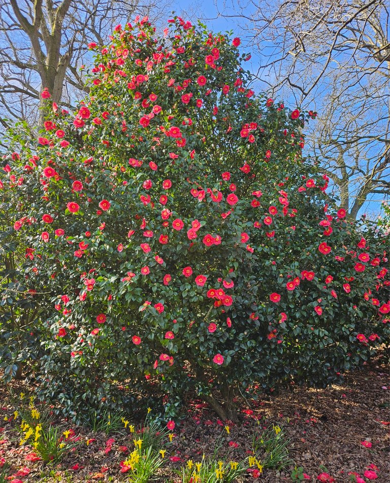 Camelias galore!  : Actifit Report Card: March 4 2026