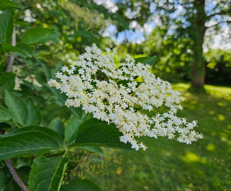Elder flower  : My Actifit Report Card: June 9 2026