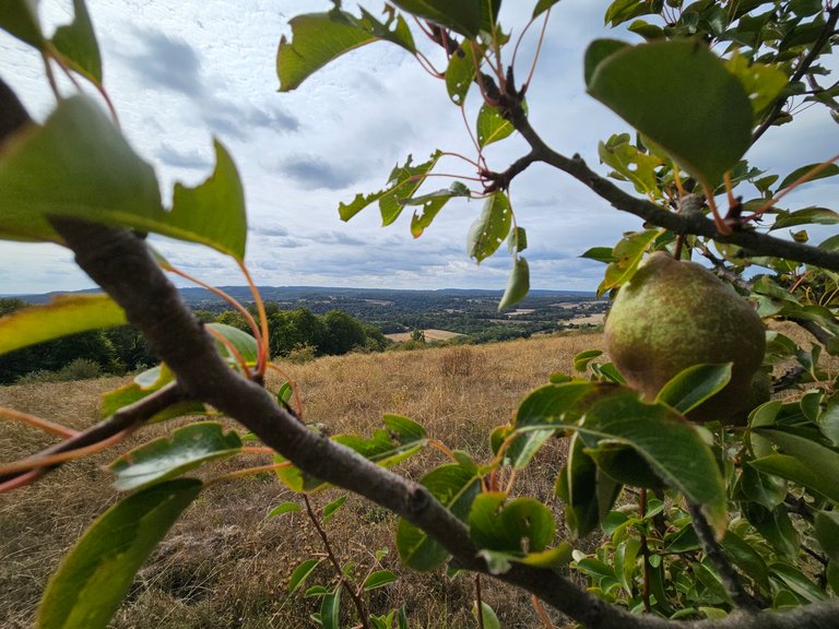 A pear with a view  : My Actifit Report Card: September 1 2026