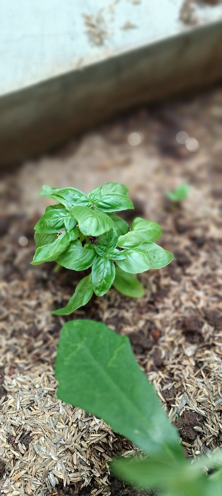 Strange Little Sprout 1