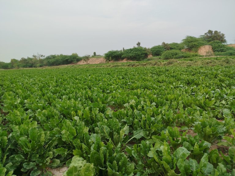 My Actifit Report Card: March 11 2026