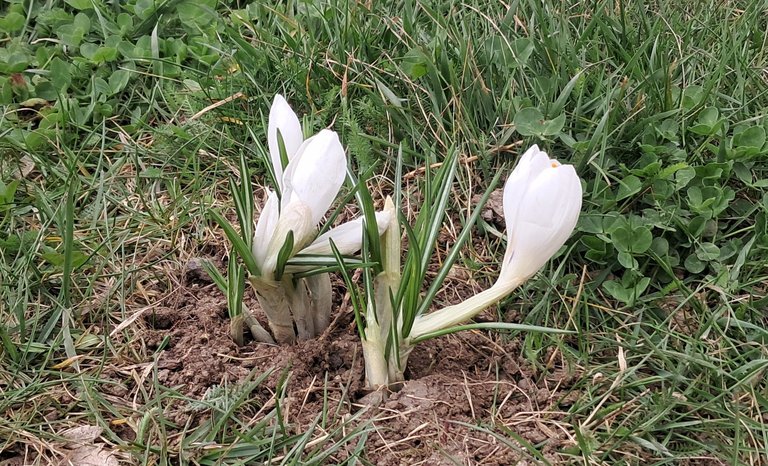 My Actifit Report Card: April 1 2026