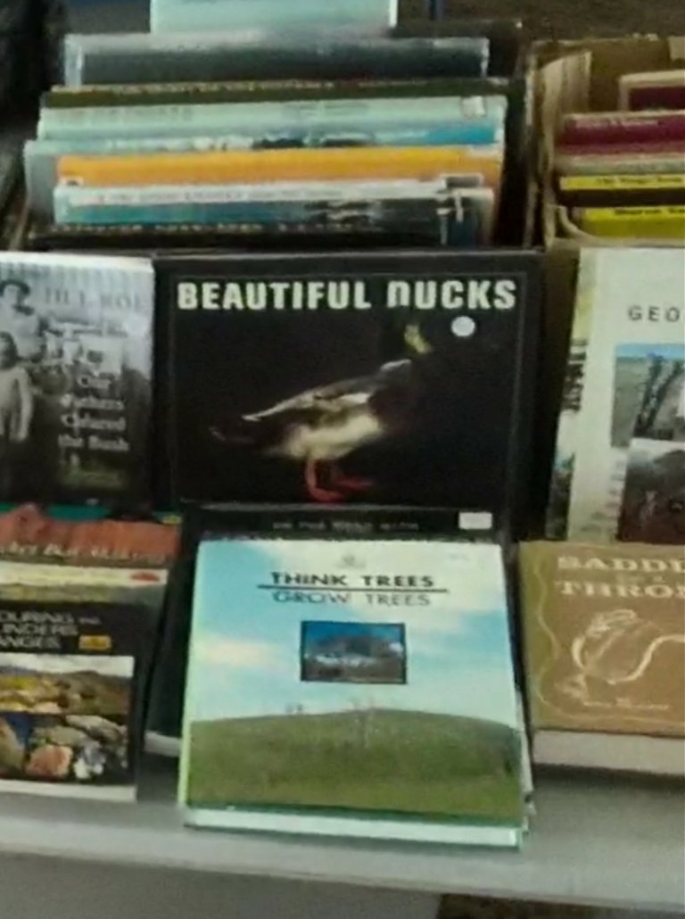 Beautiful Ducks by Liz Wright