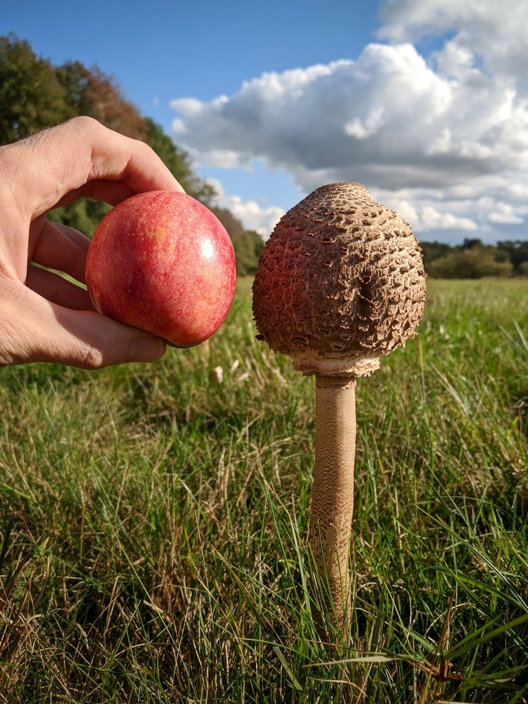 apple for scale