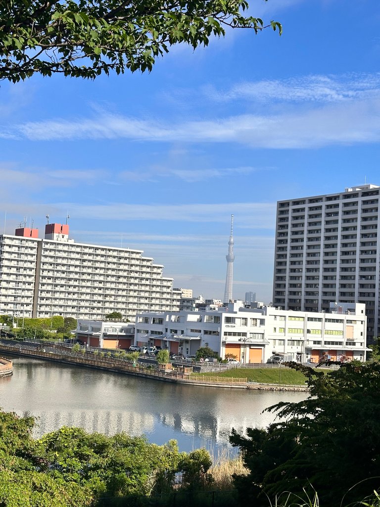 Skytree peeking 