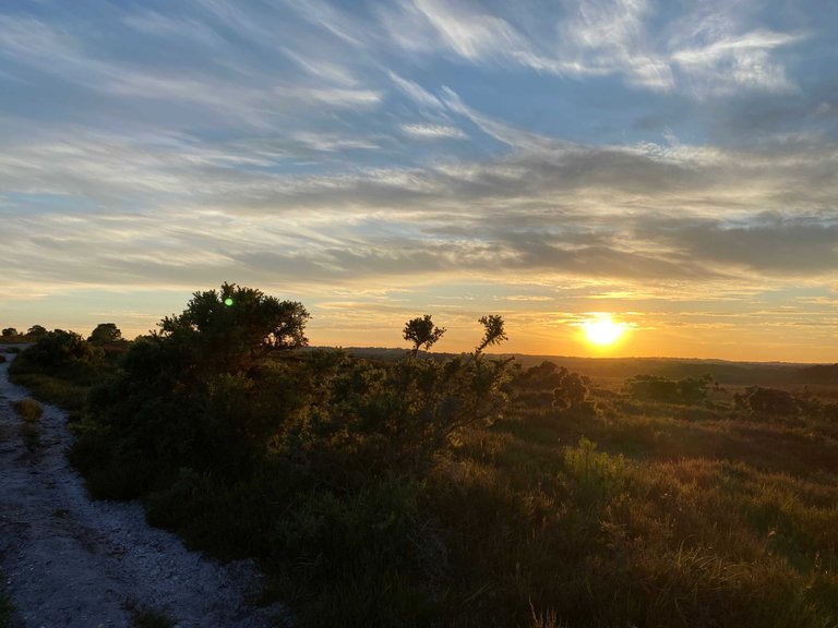 Summer Solstice in New Forest: June 20 2024