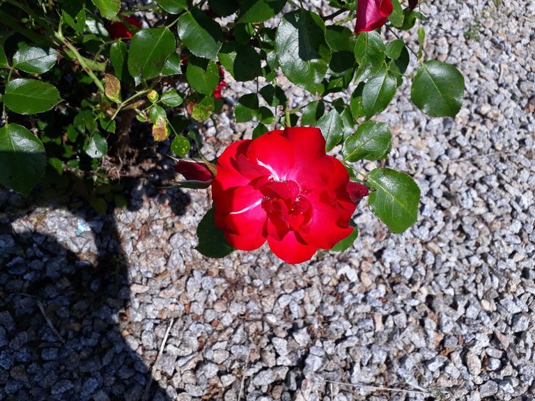 My Actifit Report Card: April 11 2026