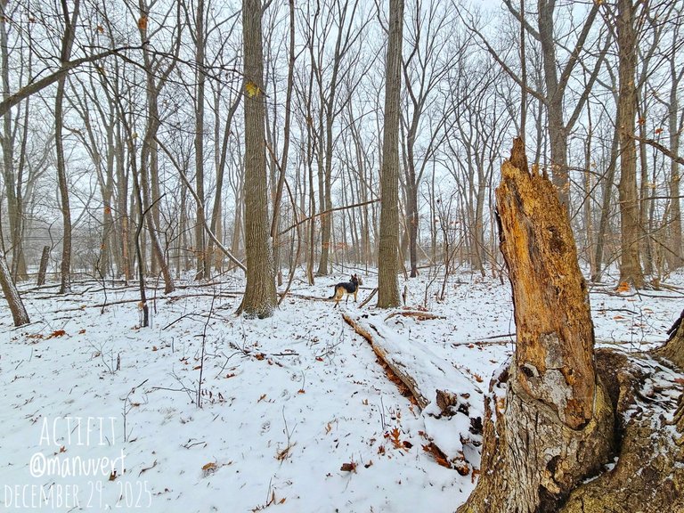 Snow Squall - My Actifit Report Card: December 29 2025