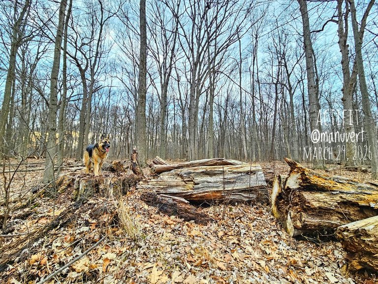 My Actifit Report Card: March 29 2026