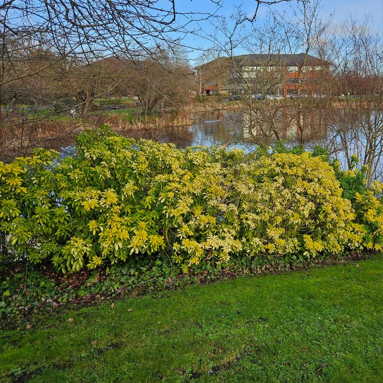 Shop till you drop! : My Actifit Report Card: January 25 2026