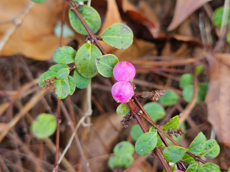 Spring watch cont'd : My Actifit Report Card: January 30 2026