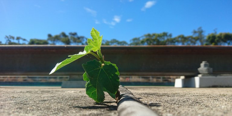 A tiny fig tree