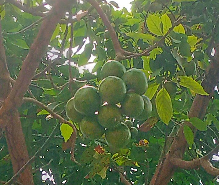 My Actifit Report Card: March 26 2026