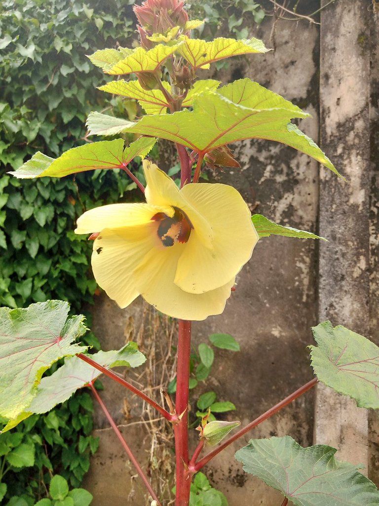 My Actifit Report Card: December 22 2025