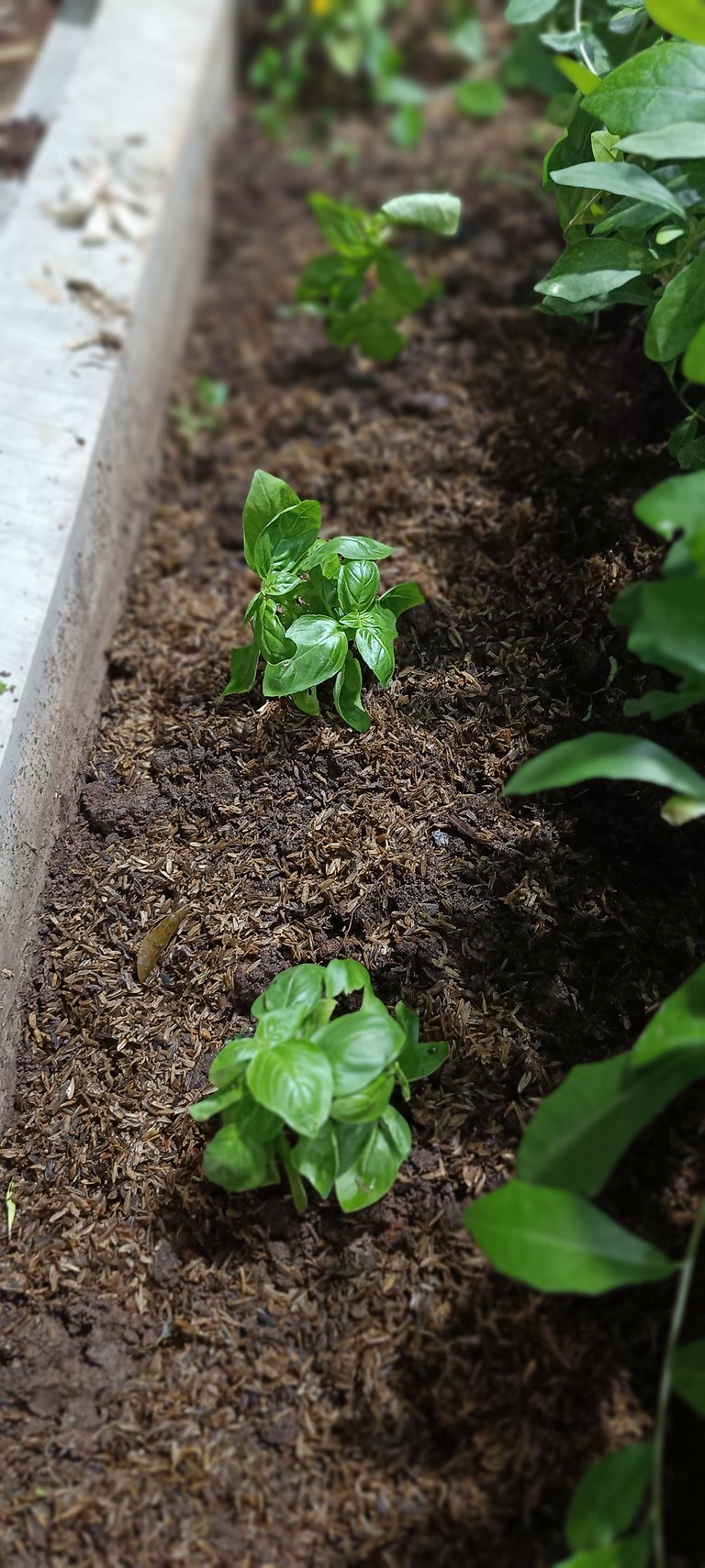 Basil