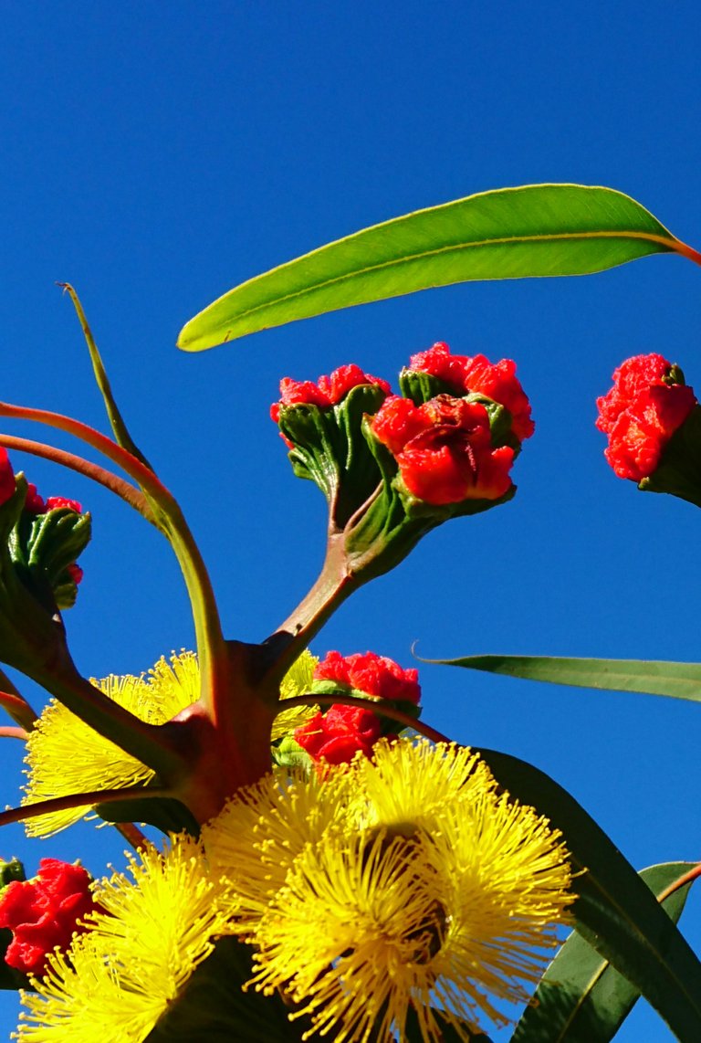 Beautiful Australian Native Flower