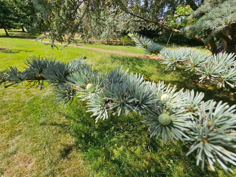 Strolling in summer sunshine  : My Actifit Report Card: June 29 2026