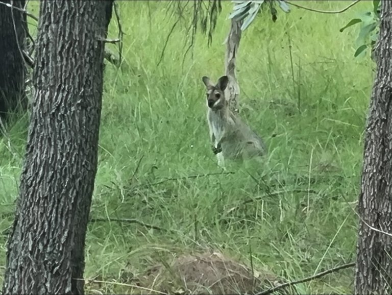 My Actifit Report Card: February 3 2026