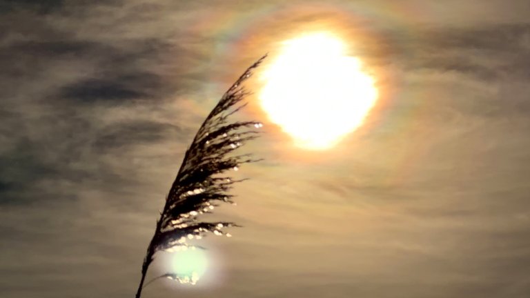 Sons, Sun, and Subzero Strolls