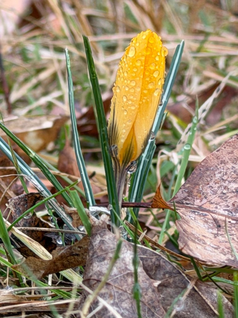 The Canal, the Clouds, and the Crocus