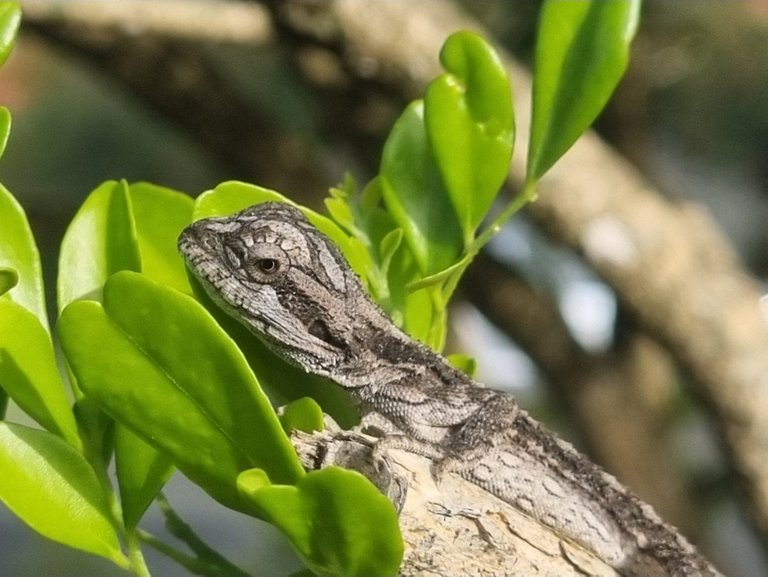 My Actifit Report Card: January 2 2026