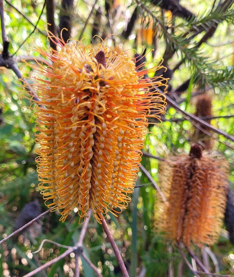 Lyrebird Gully Track in Berowra Valley NP : April 24 2024 — Hive