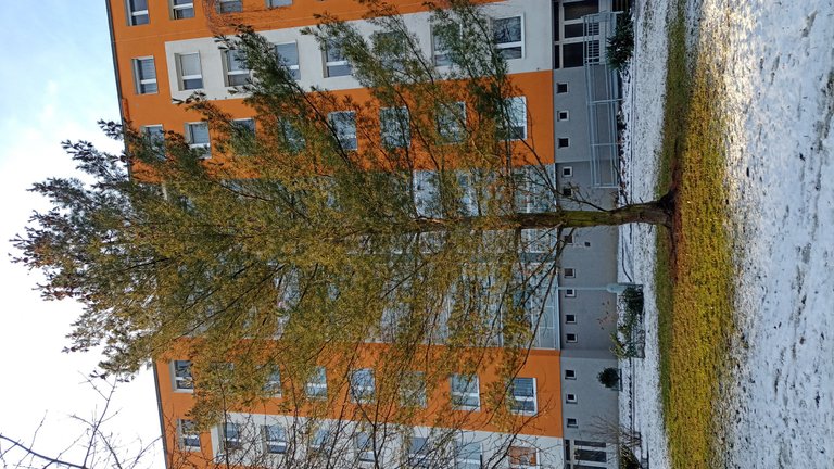 My Actifit Report Card: January 31 2026