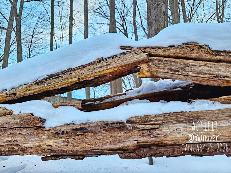 My Actifit Report Card: January 29 2026