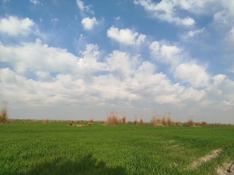 My Actifit Report Card: January 30 2026